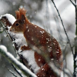 Bilder Das geheime Leben der Bäume