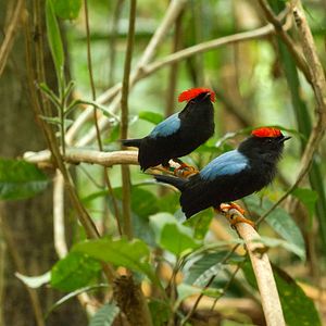 Bilder Dancing With The Birds