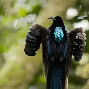 Bilder Dancing With The Birds