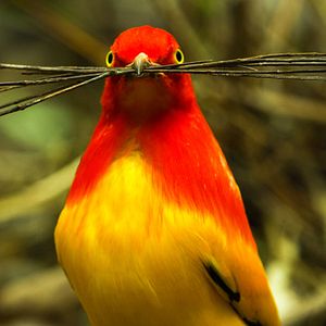 Bilder Dancing With The Birds