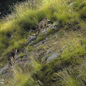 Bilder Wolf Walk - Auf der Spur der Wölfe