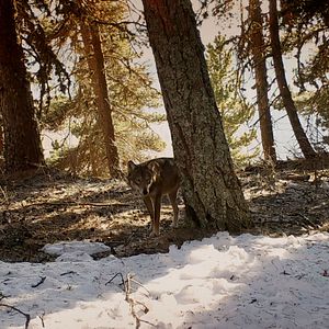 Bilder Wolf Walk - Auf der Spur der Wölfe