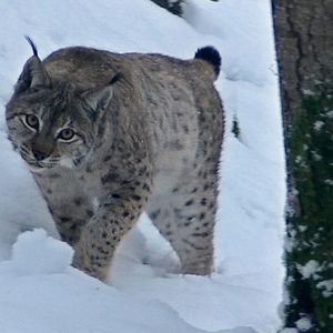 Bilder Wolf Walk - Auf der Spur der Wölfe