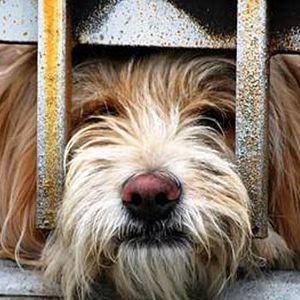 Bilder Smuggling Hendrix - Nicht ohne meinen Hund