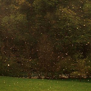 Bilder Zgodbe iz kostanjevih gozdov