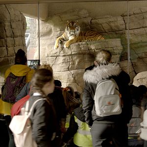 Bilder Die Epoche des Menschen