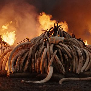 Bilder Die Epoche des Menschen