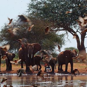 Bilder Die Elefantenmutter