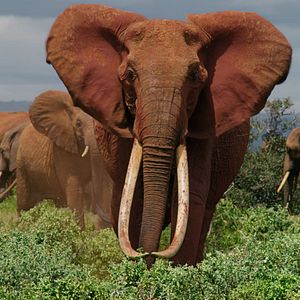 Bilder Die Elefantenmutter