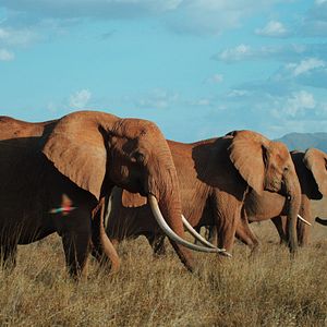 Bilder Die Elefantenmutter