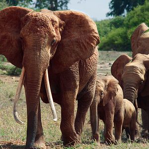 Bilder Die Elefantenmutter