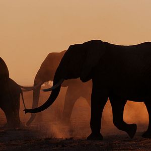 Bilder Die Elefantenmutter