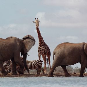 Bilder Die Elefantenmutter