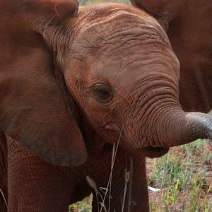 Bilder Die Elefantenmutter