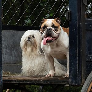 Bilder Susi und Strolch