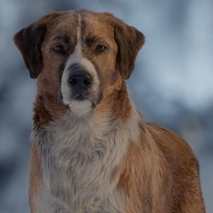 Bilder Ruf der Wildnis