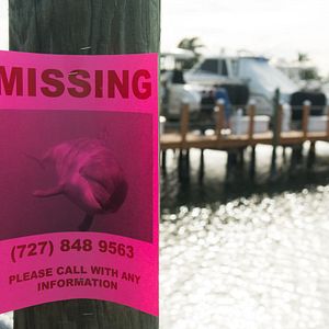 Bilder Bernie, der Delfin