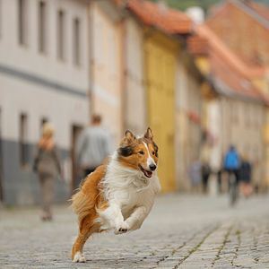 Bilder Lassie - Eine abenteuerliche Reise