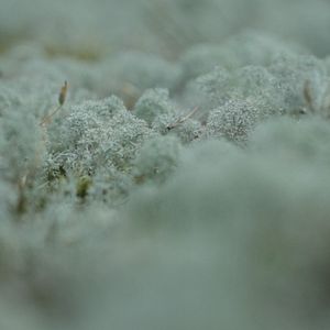 Bilder Jenseits des Sichtbaren - Hilma af Klint