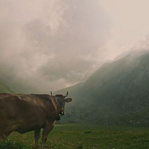 Bilder Plötzlich Heimweh