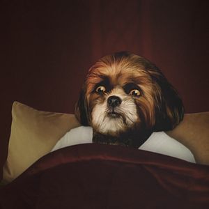 Bilder O Filme do Bruno Aleixo