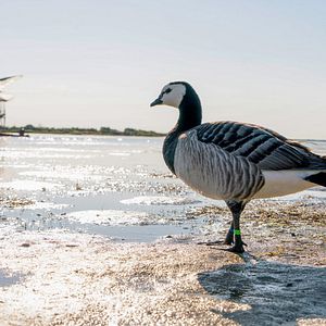 Bilder Der Junge und die Wildgänse