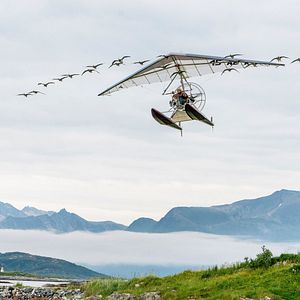 Bilder Der Junge und die Wildgänse