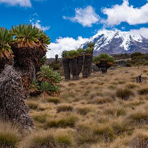 Bilder Mein Vater, mein Sohn und der Kilimandscharo