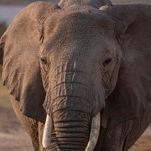 Bilder Mein Vater, mein Sohn und der Kilimandscharo