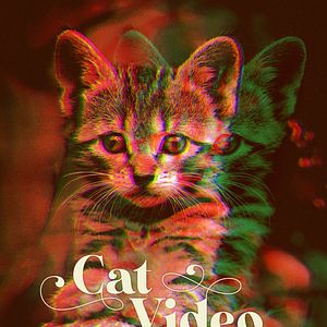 Bilder CatVideoFest 2020