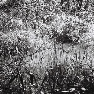 Bilder Woods & Waters