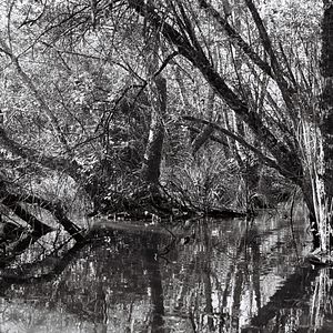 Bilder Woods & Waters