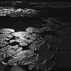 Bilder Woods & Waters