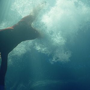 Bilder Sea Fever - Angriff aus der Tiefe