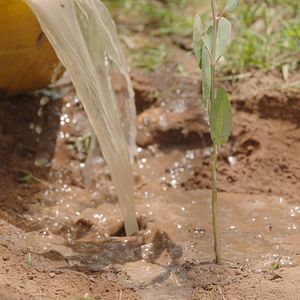 Bilder The Great Green Wall