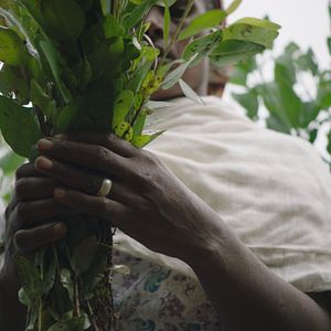 Bilder The Great Green Wall