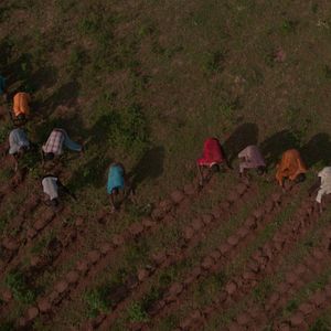 Bilder The Great Green Wall