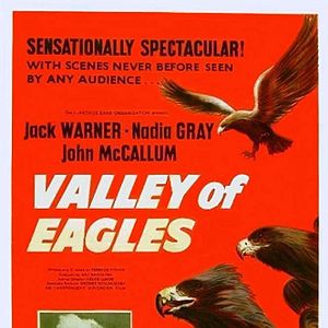 Bilder Wölfe in der Nacht