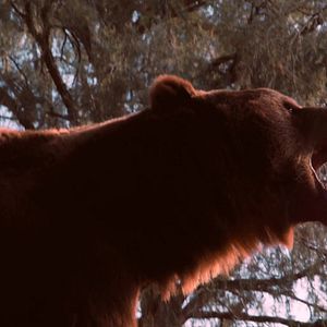 Bilder Body At Brighton Rock