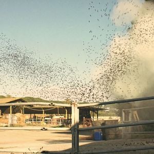 Bilder Kiffer vs. Killer Mosquitos