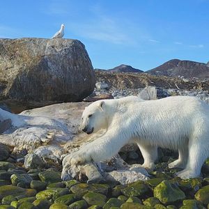 Bilder Spitzbergen – Auf Expedition in der Arktis