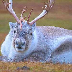 Bilder Spitzbergen – Auf Expedition in der Arktis