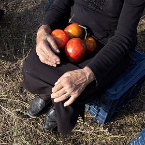 Bilder When Tomatoes Met Wagner