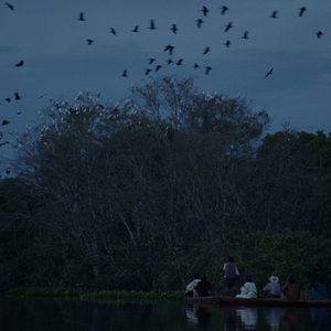 Bilder Luz nos Trópicos