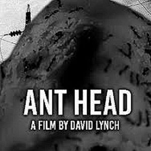 Bilder Ant Head