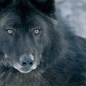 Bilder Daughter Of The Wolf