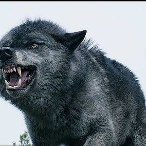 Bilder Daughter Of The Wolf