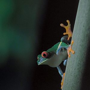 Bilder Die Erde bei Nacht