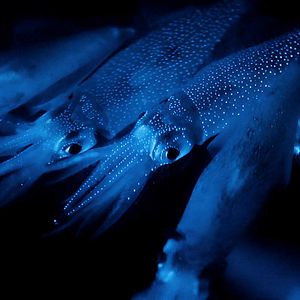 Bilder Die Erde bei Nacht