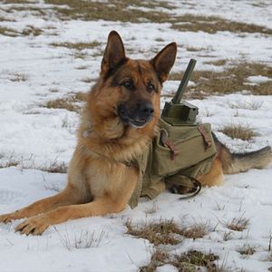 Bilder The War Dog - Ihre letzte Hoffnung
